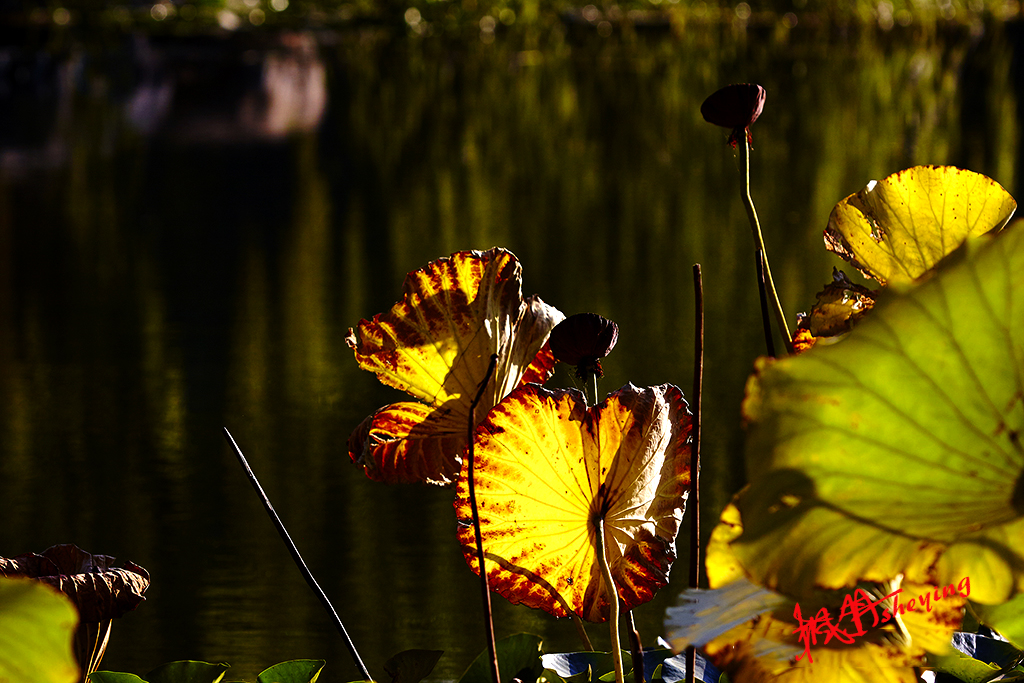 陶然亭秋摄 41a.jpg