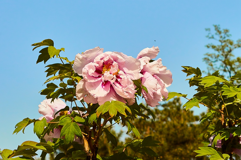 牡丹2016植物园0 101.jpg