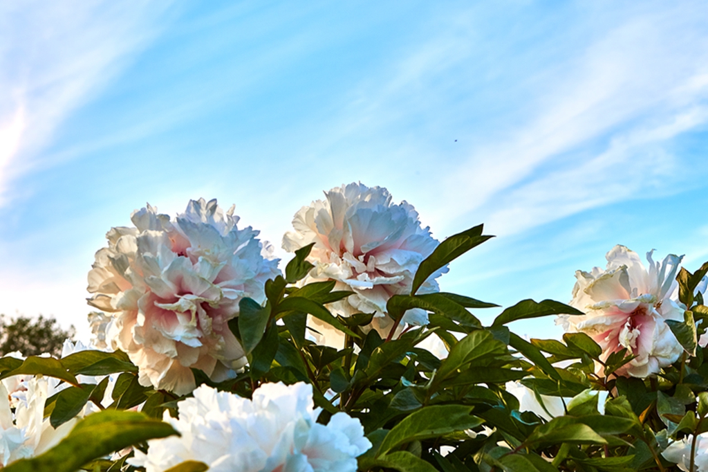 牡丹圆明园 13.jpg