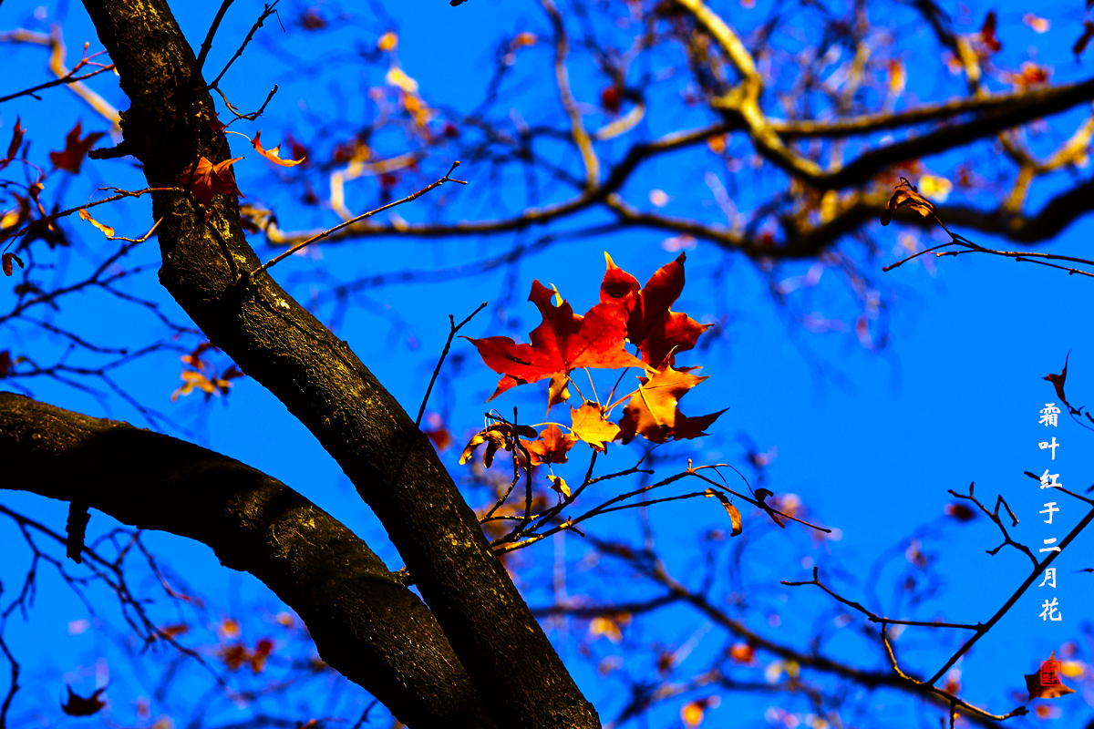 北京之秋2018 88.jpg