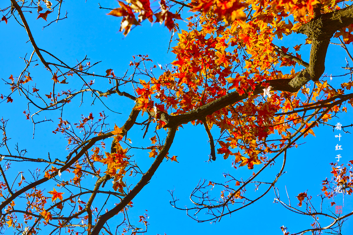 北京之秋2018 84.jpg