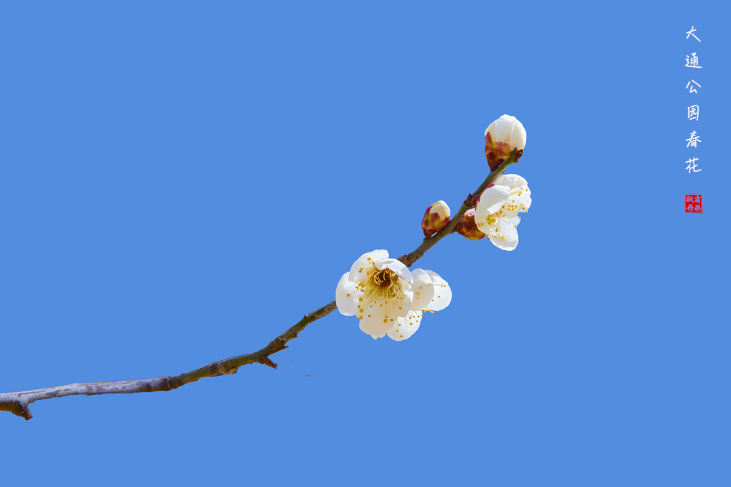 60309大通公园春花 18.jpg