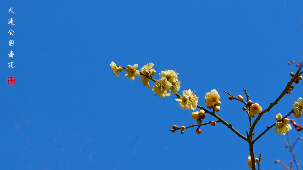 20260309大通公园春花 5.jpg