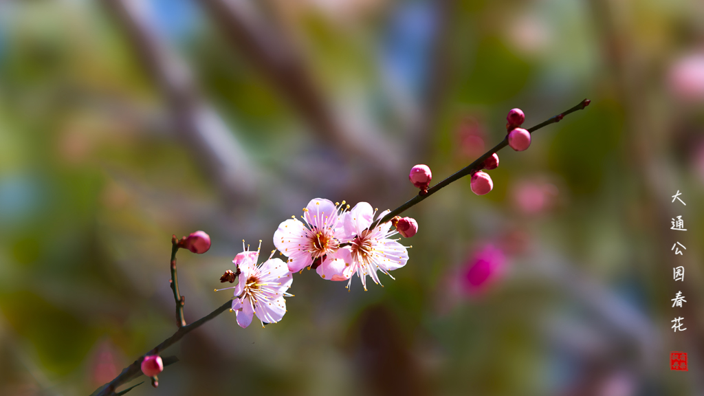 20260309大通公园春花 6.jpg