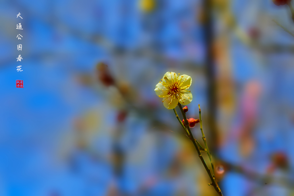 20260309大通公园春花 10.jpg