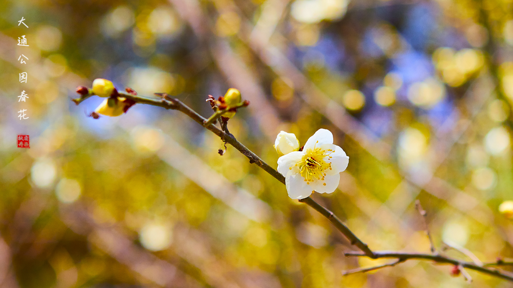 20260309大通公园春花 13.jpg