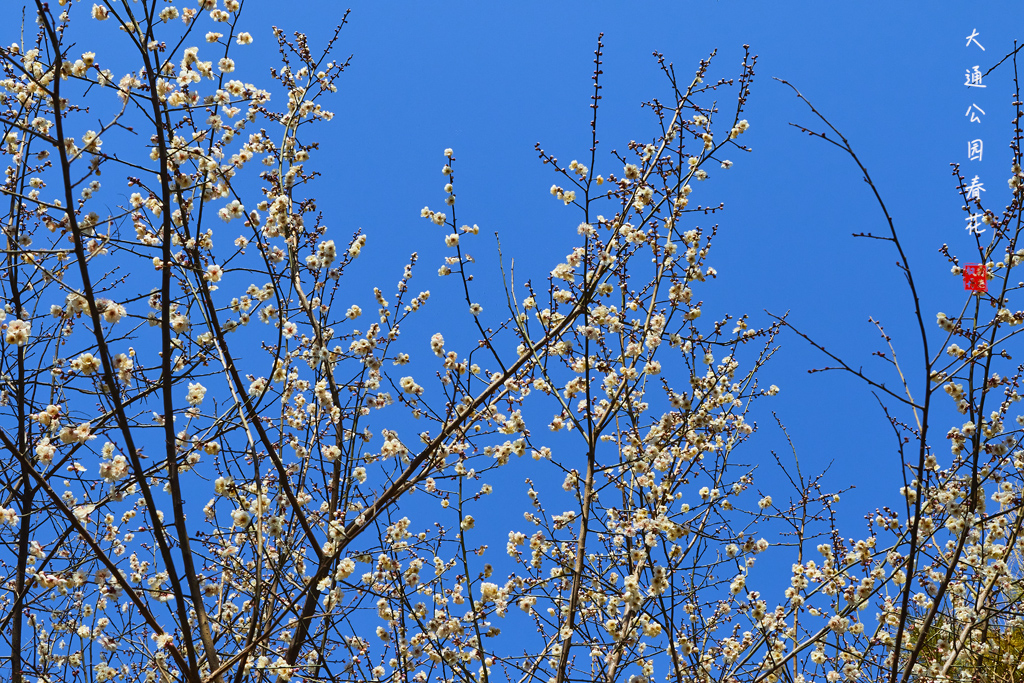 20260309大通公园春花 23.jpg