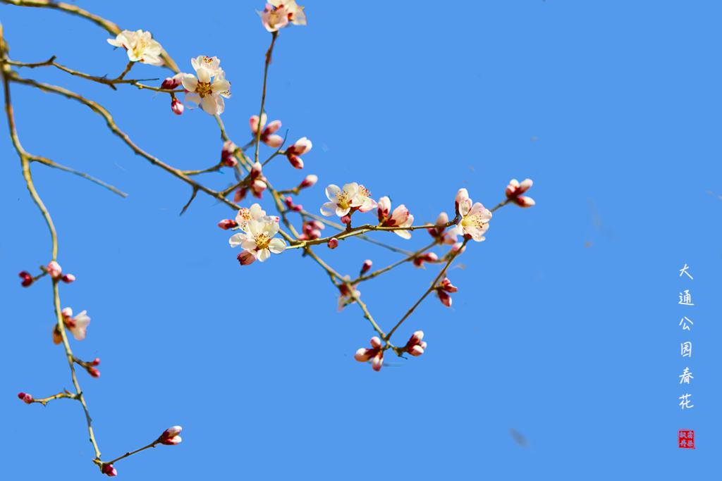 20260309大通公园春花 33.jpg