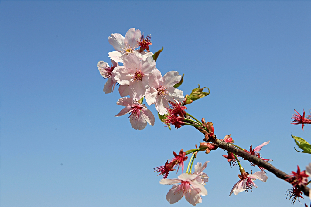 宋长城樱花 (39) .jpg