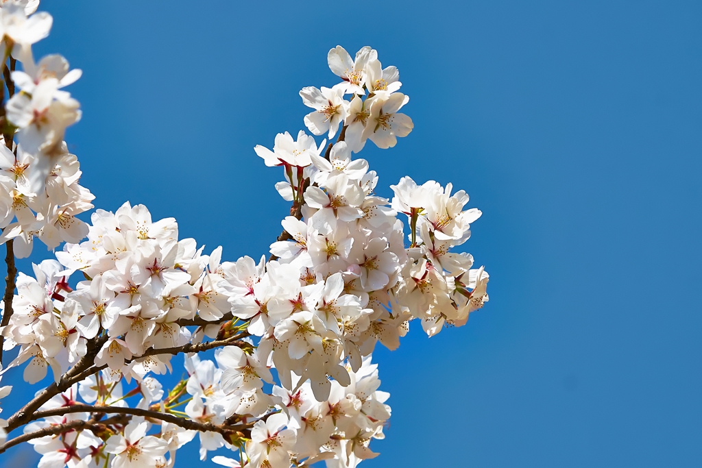 玉渊潭2 (35) .jpg