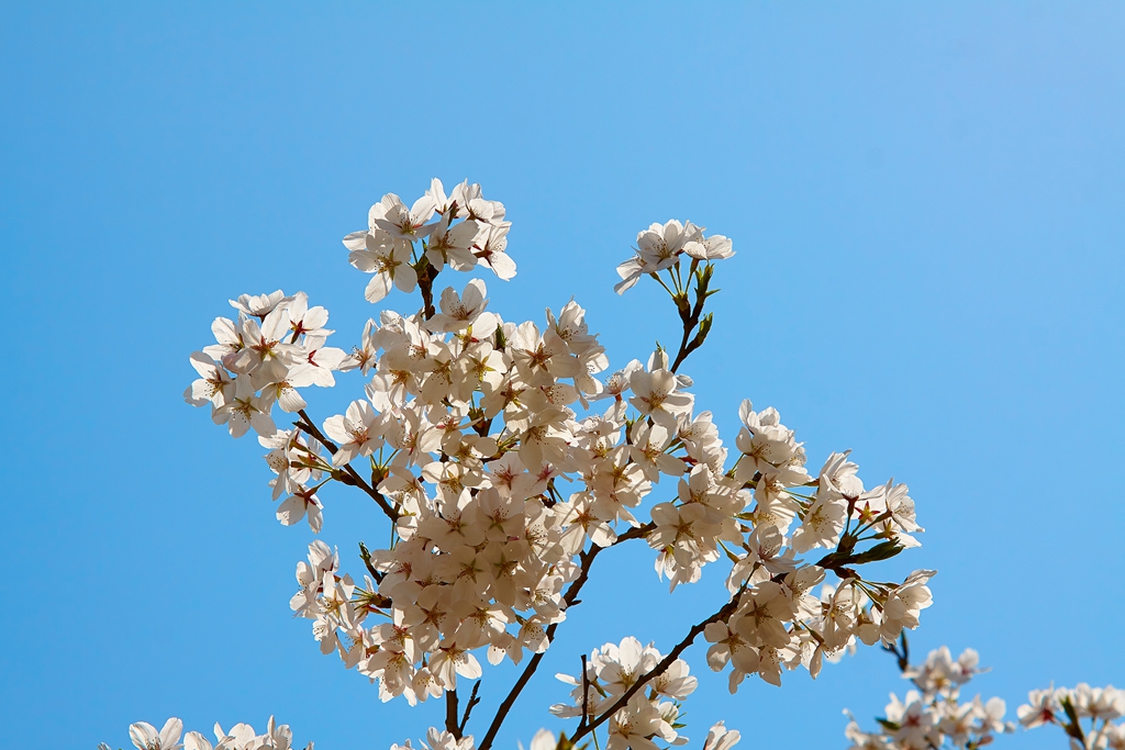 玉渊潭2 (41) .jpg