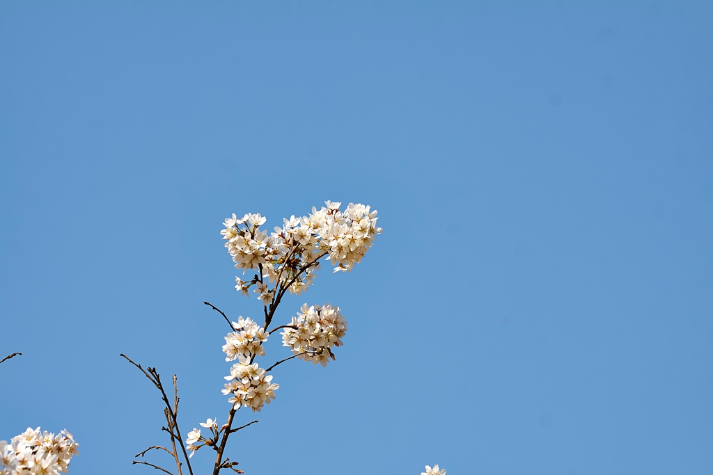 玉渊潭2 (44) .jpg