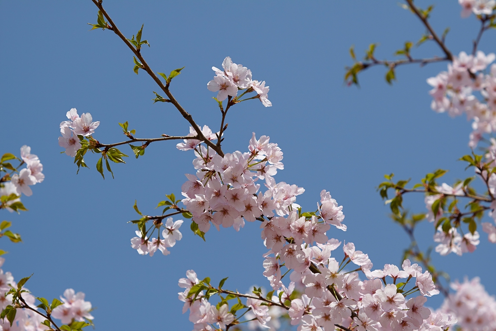 玉渊潭2 (61) .jpg