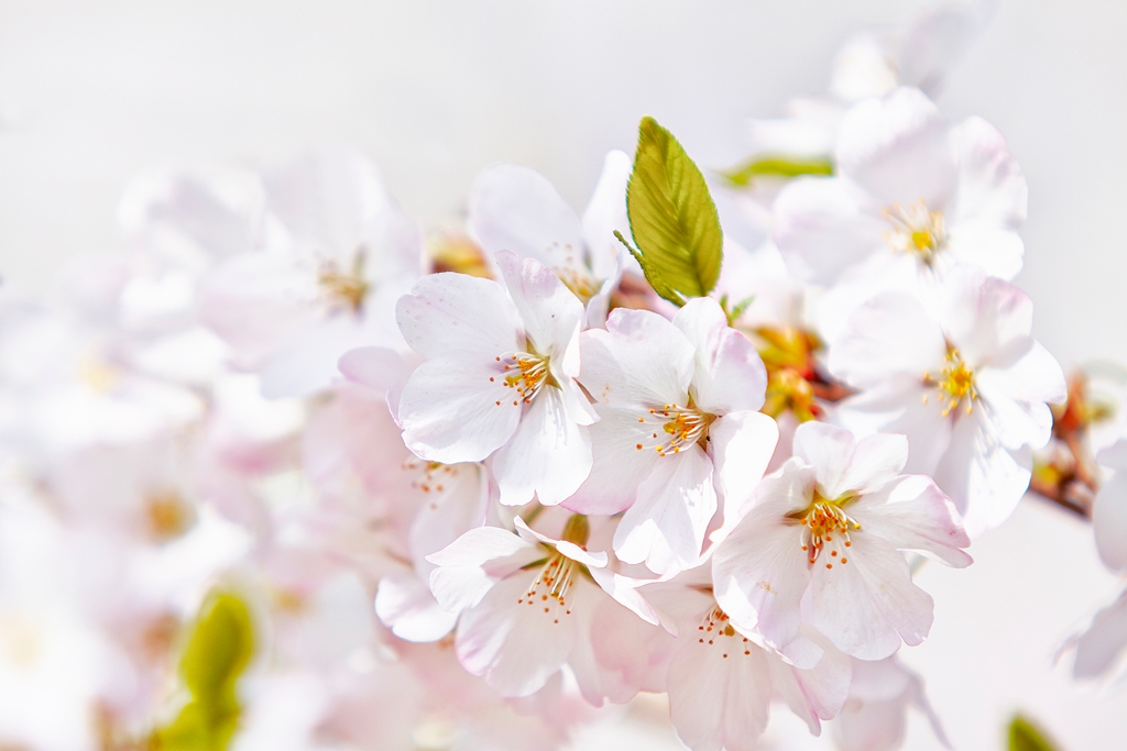 玉渊潭2 (96) .jpg