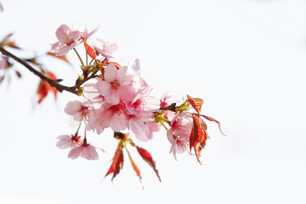 玉渊潭2 (118) .jpg