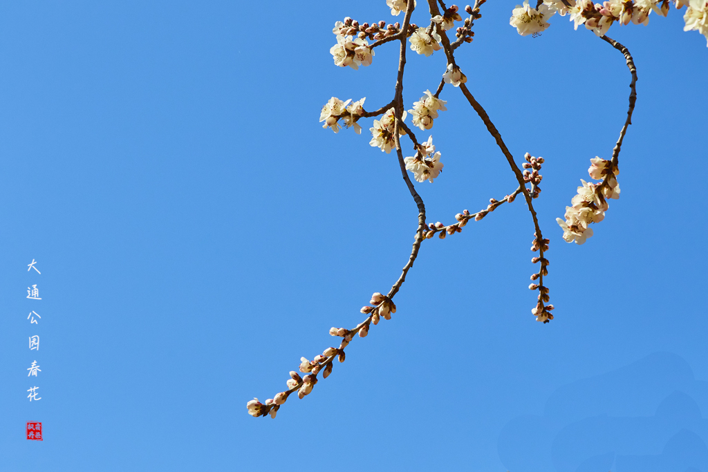 20260309大通公园春花 29.jpg