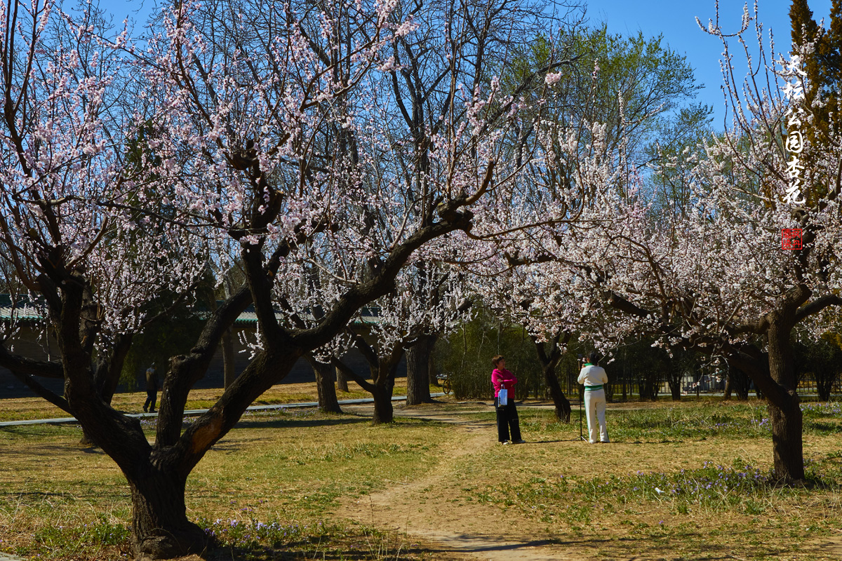 20250325天坛杏花 19.jpg