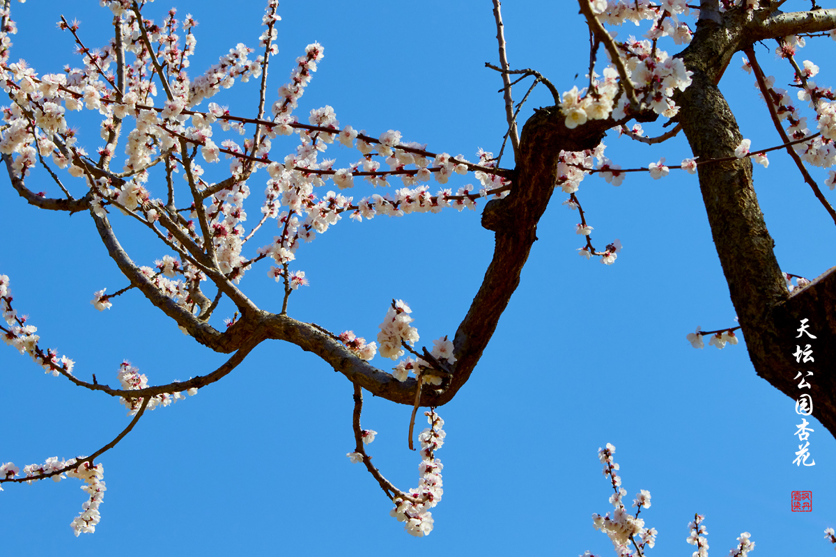 20250325天坛杏花 68.jpg