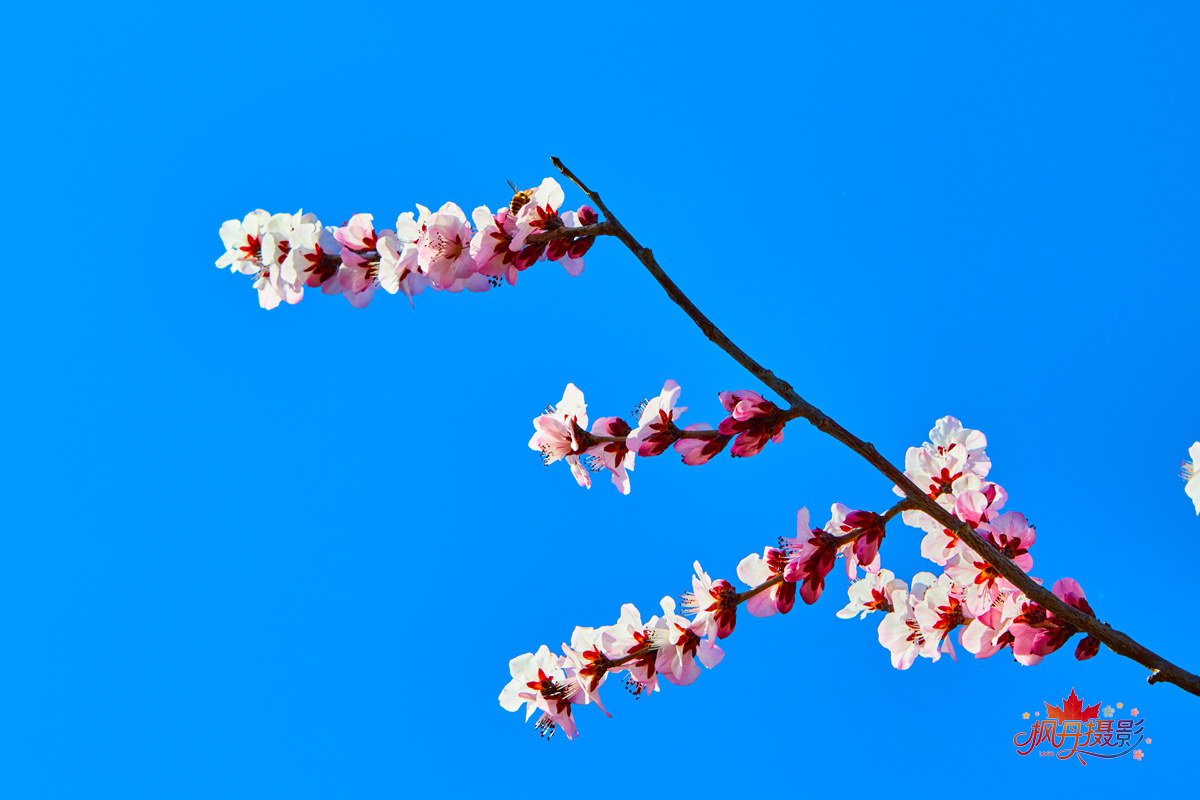 山桃花 大通公园 9.jpg