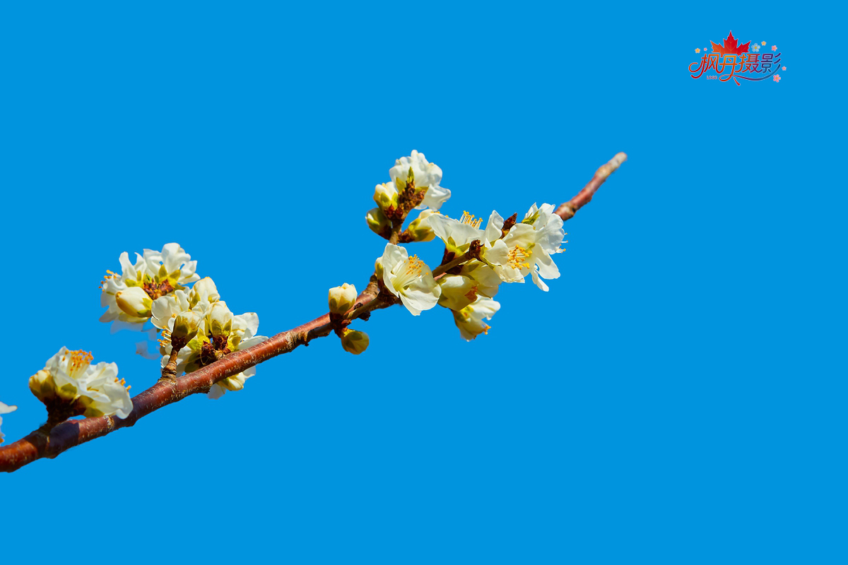 山桃花 大通公园 10.jpg