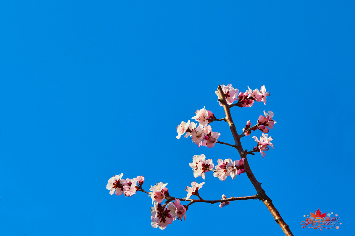 山桃花 大通公园 8.jpg