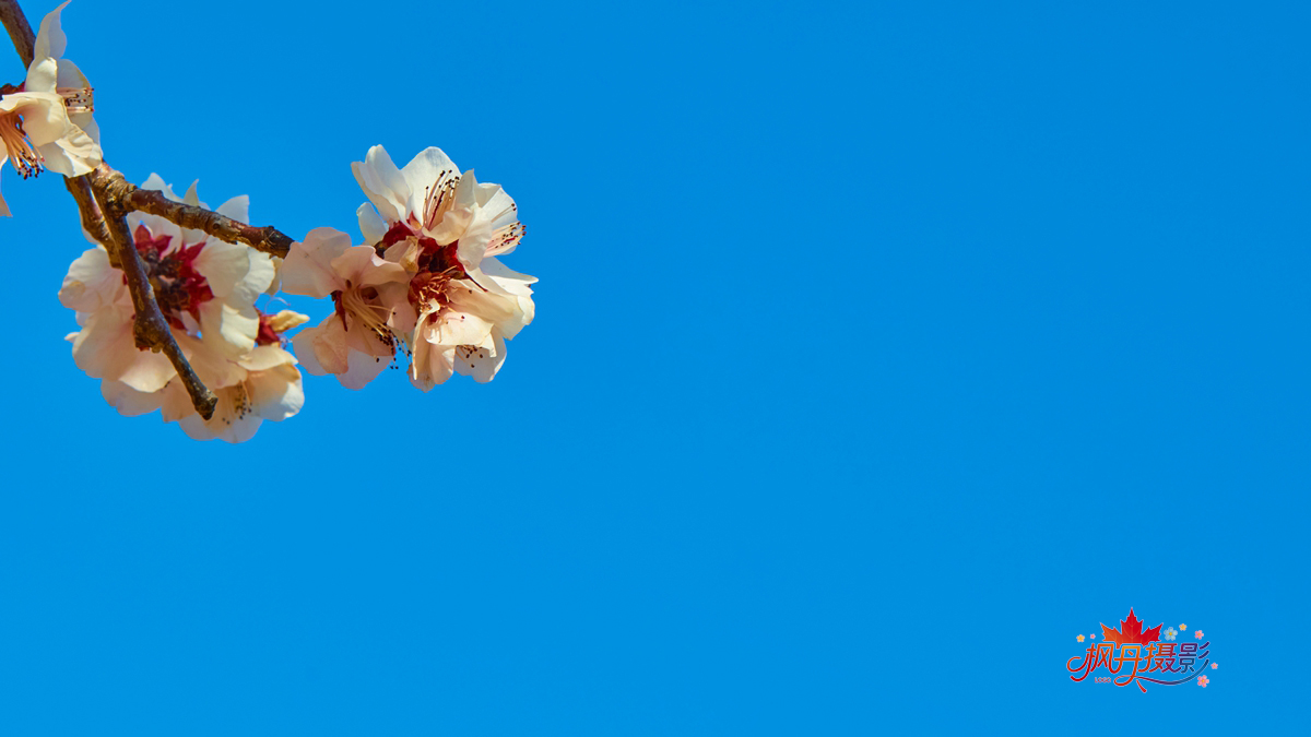 山桃花 大通公园 20.jpg