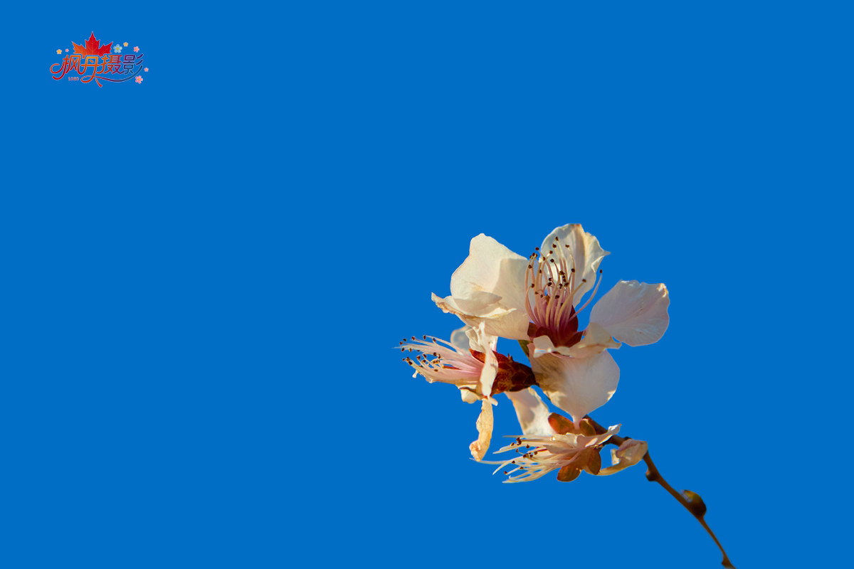 山桃花 大通公园 22.jpg