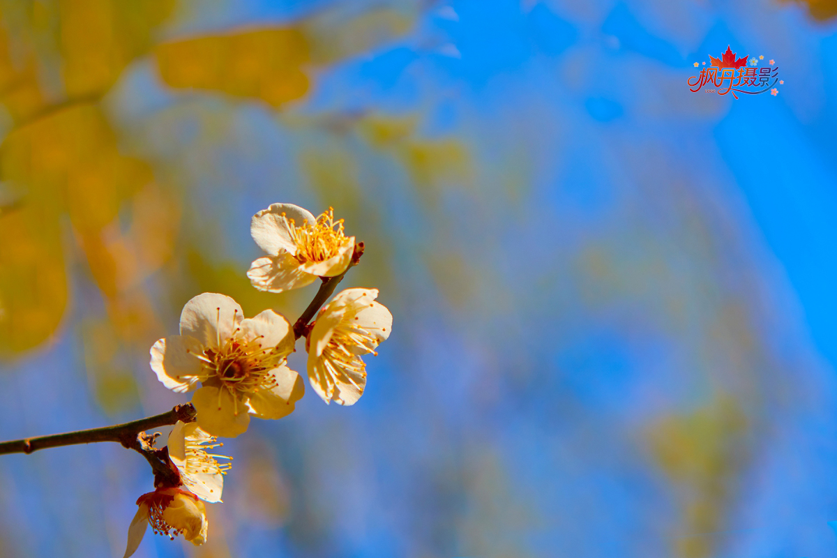 山桃花 大通公园 23.jpg