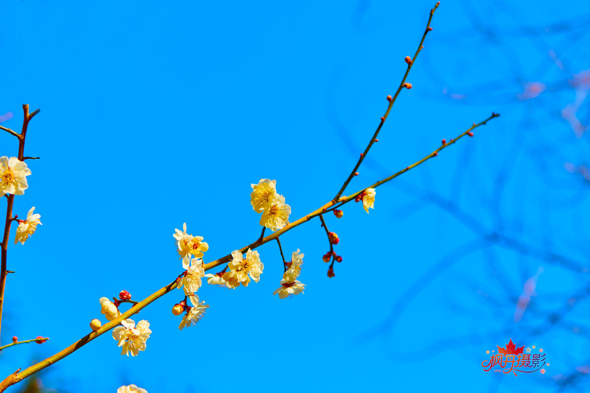 山桃花 大通公园 27.jpg