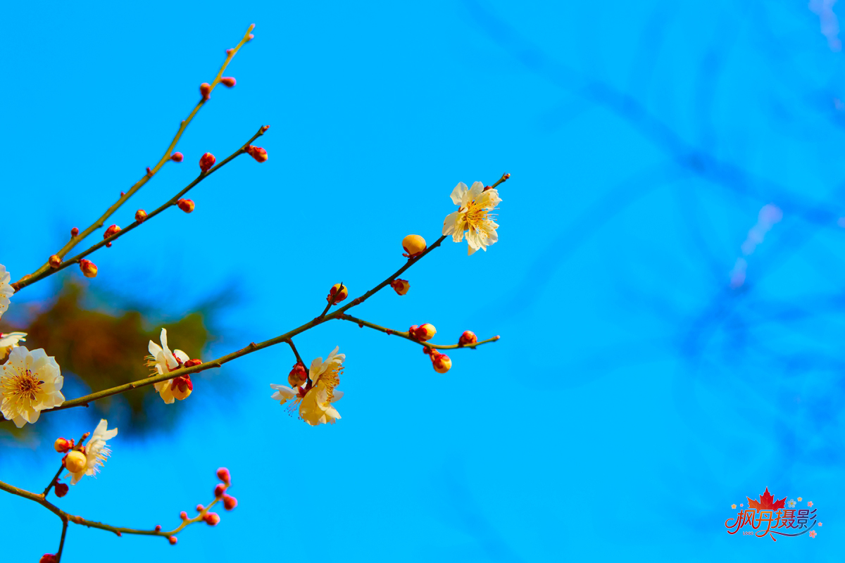 山桃花 大通公园 26.jpg