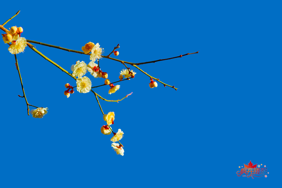 山桃花 大通公园 29.jpg