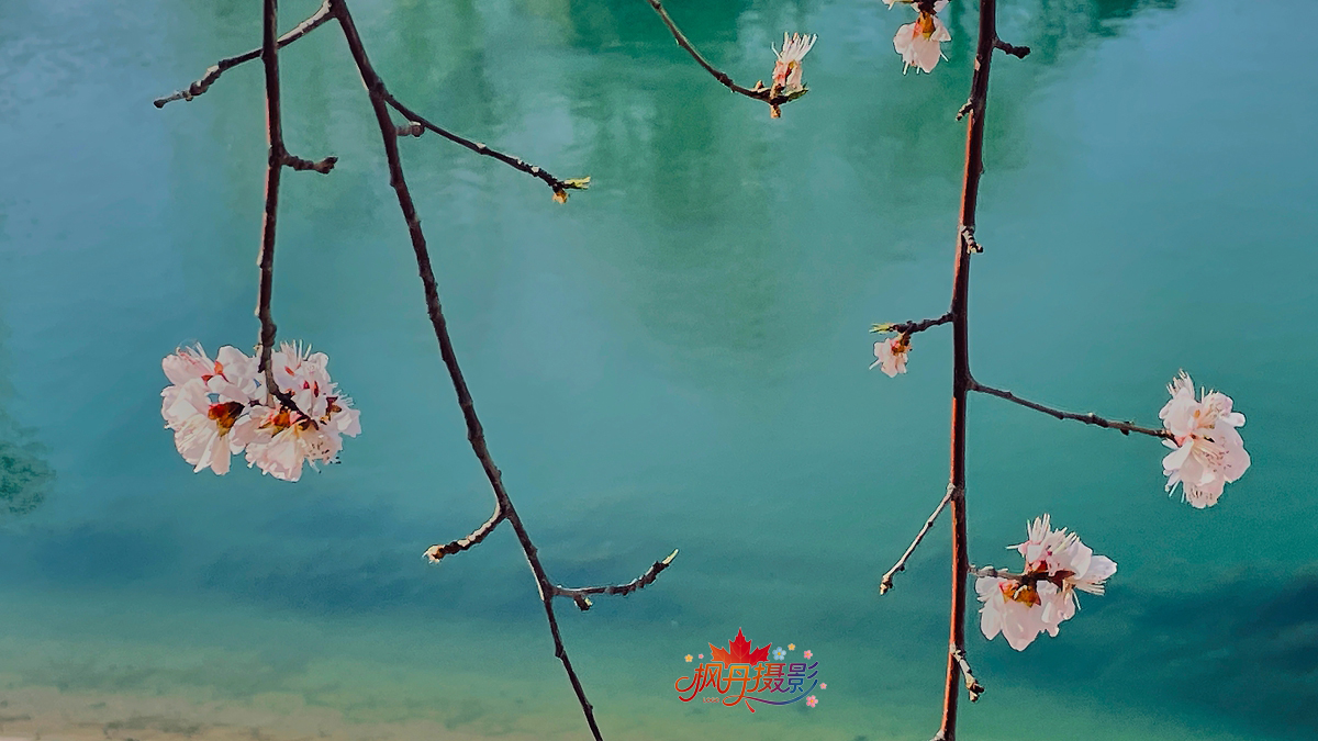 山桃花 大通公园 69.jpg