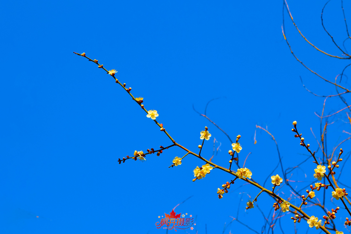 山桃花 大通公园 44.jpg