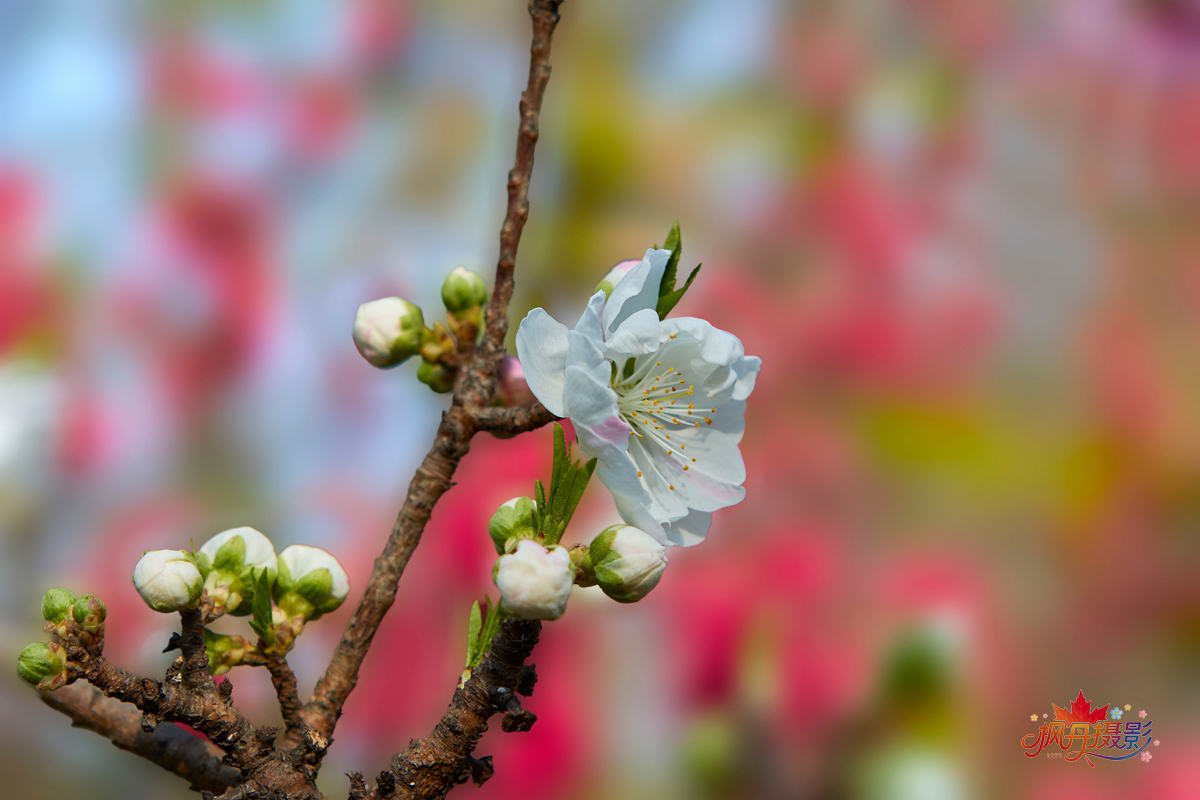 20260410庆丰公园 6.jpg