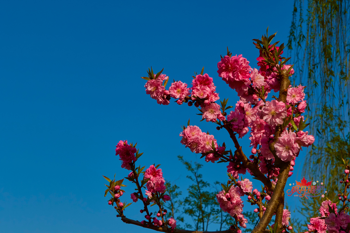 20260410庆丰公园 18.jpg