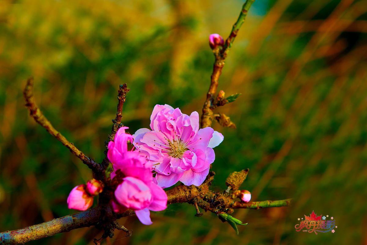 20260410庆丰公园 21.jpg