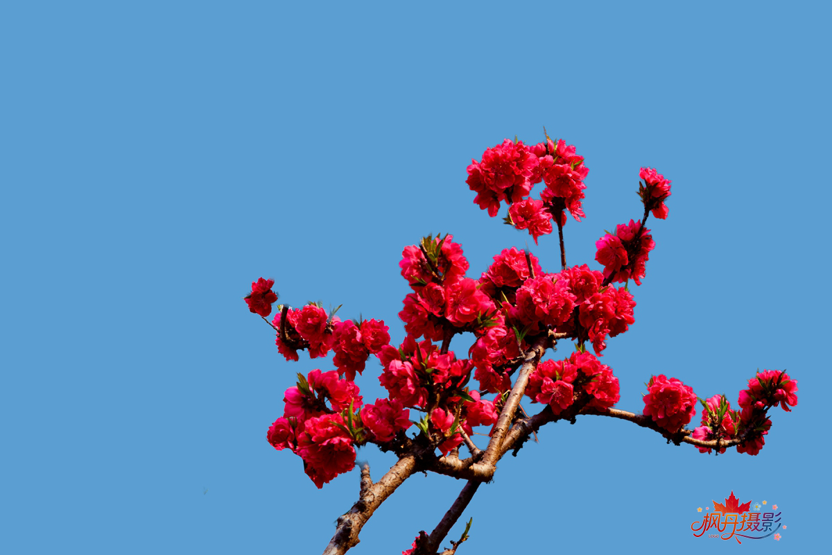 20260410庆丰公园 24.jpg