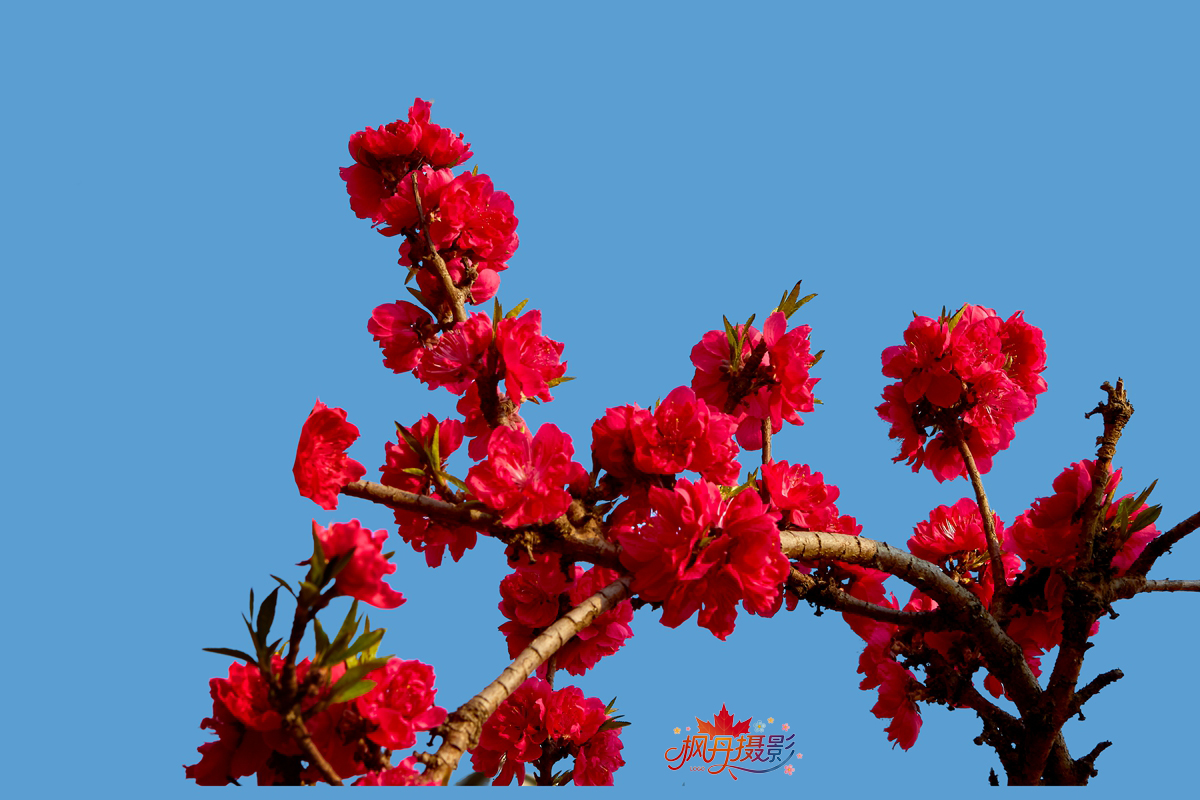 20260410庆丰公园 23.jpg