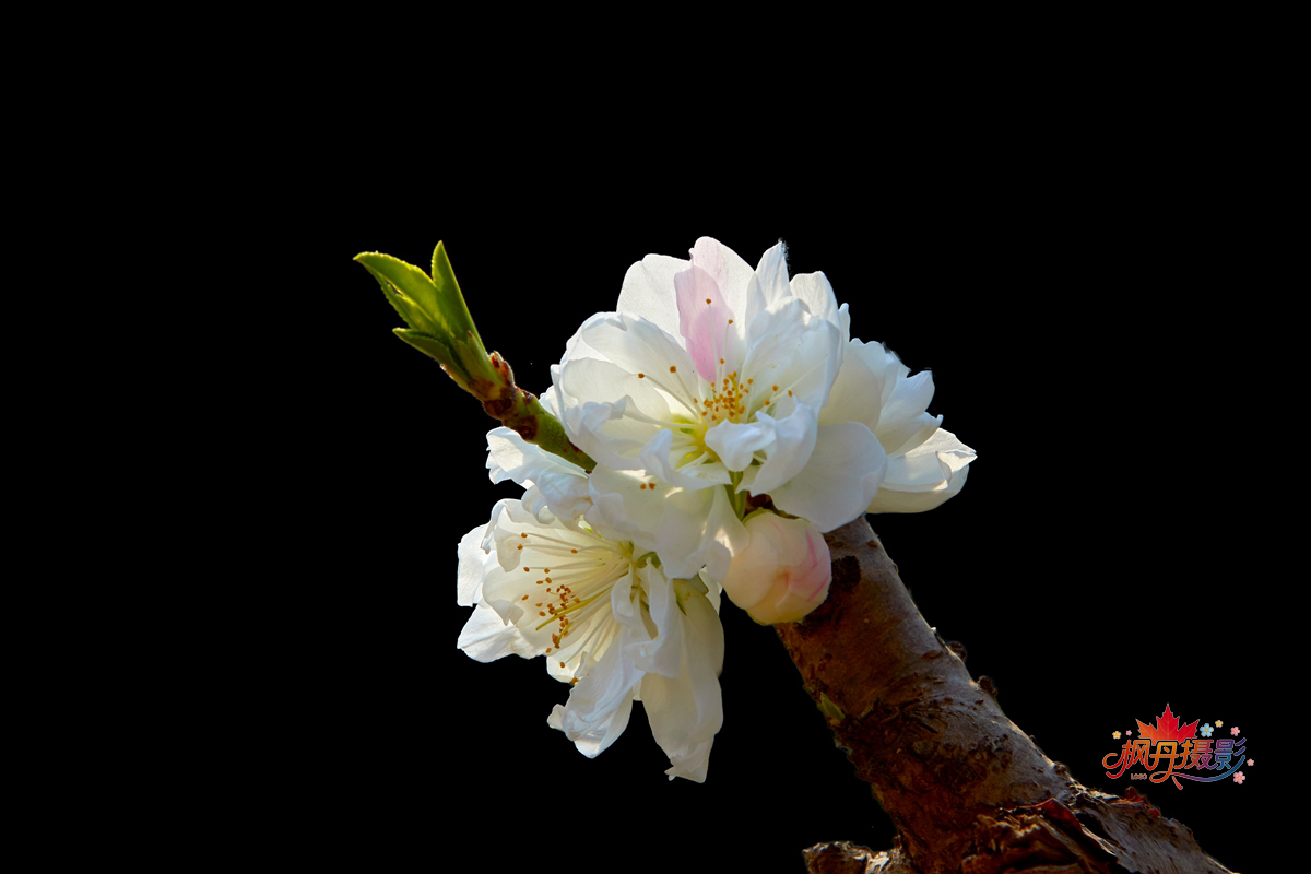 20260410庆丰公园 28.jpg