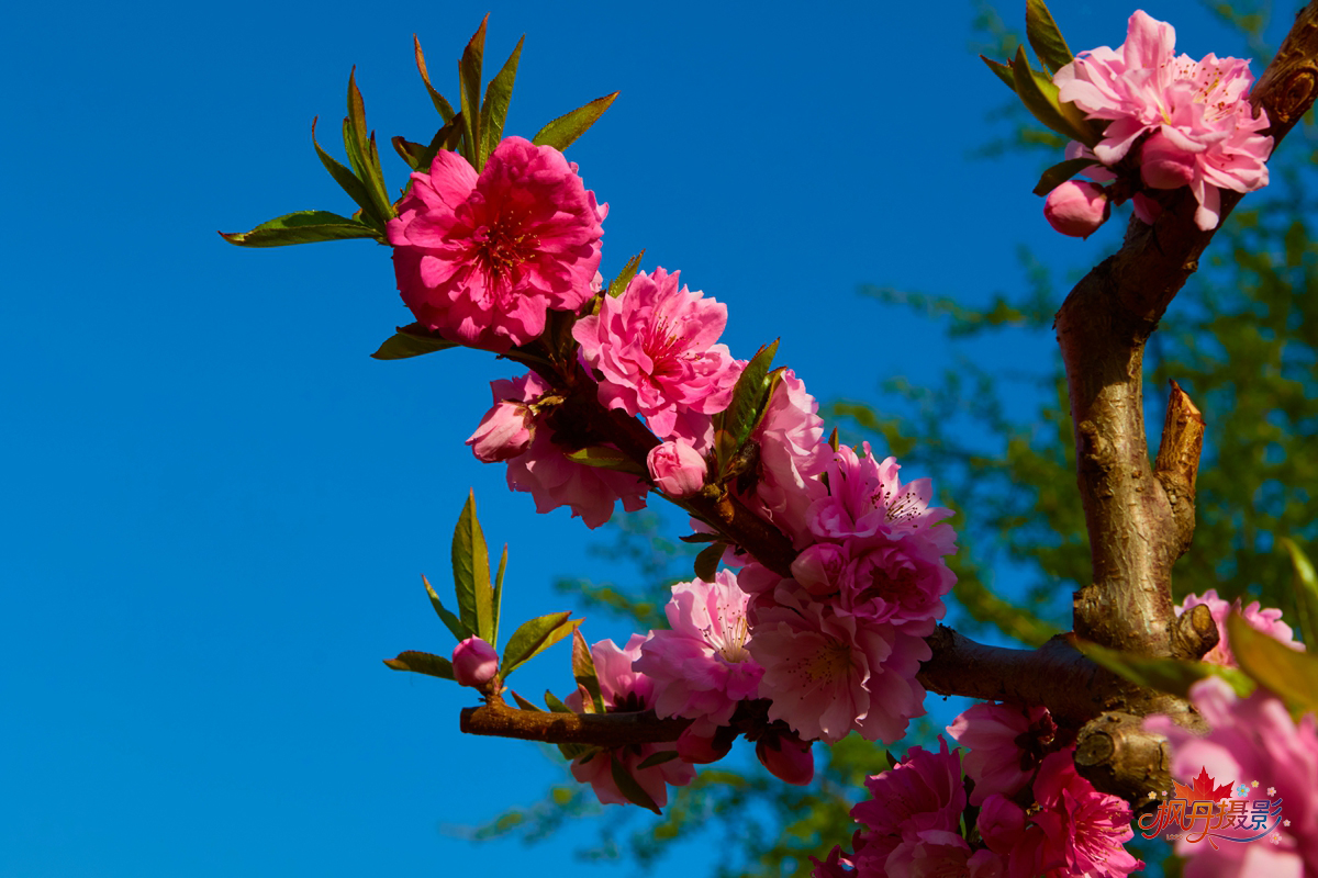 20260410庆丰公园 35.jpg