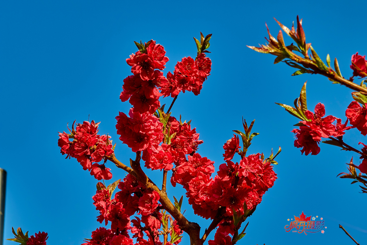 20260410庆丰公园 48.jpg