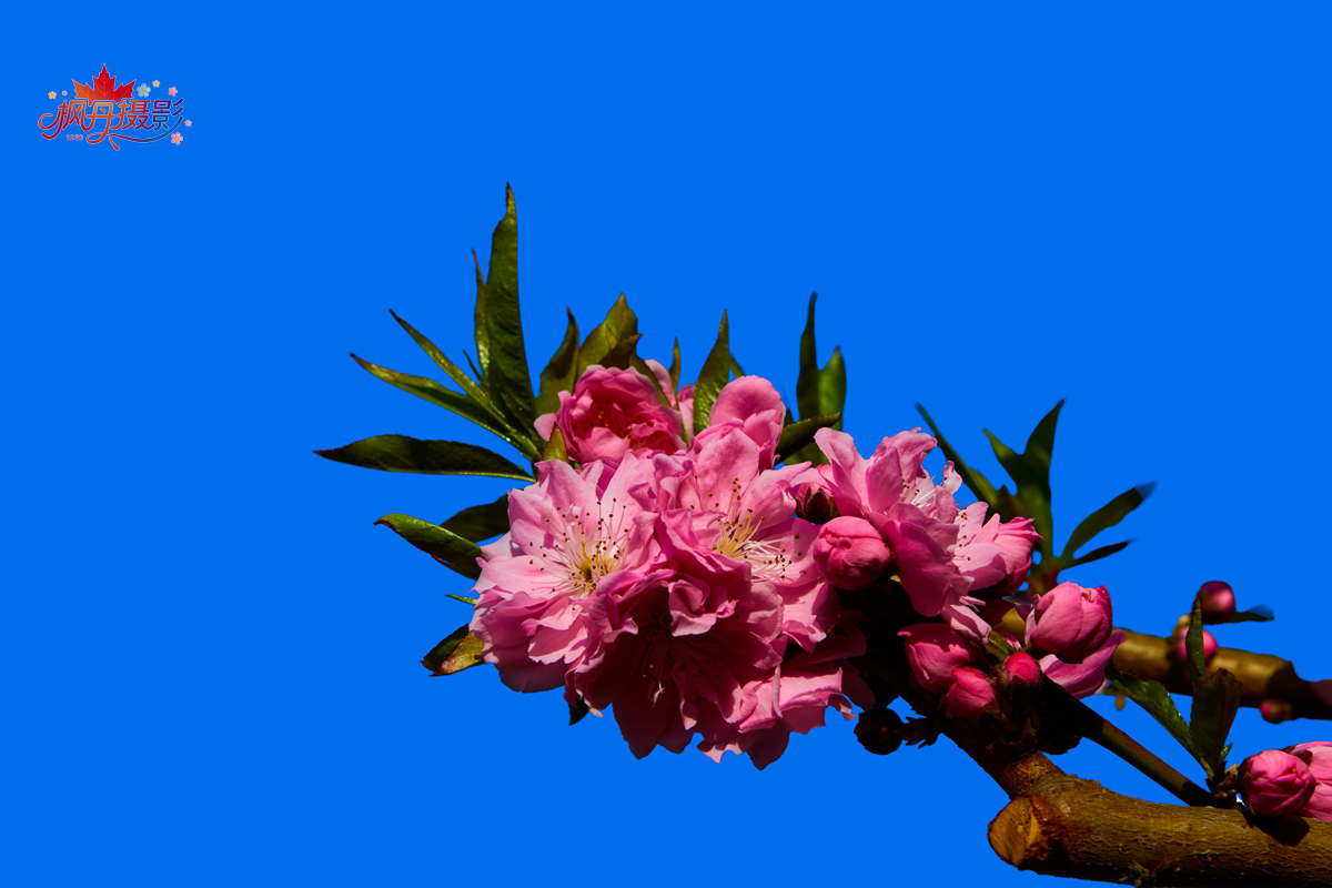 20260410庆丰公园 36.jpg