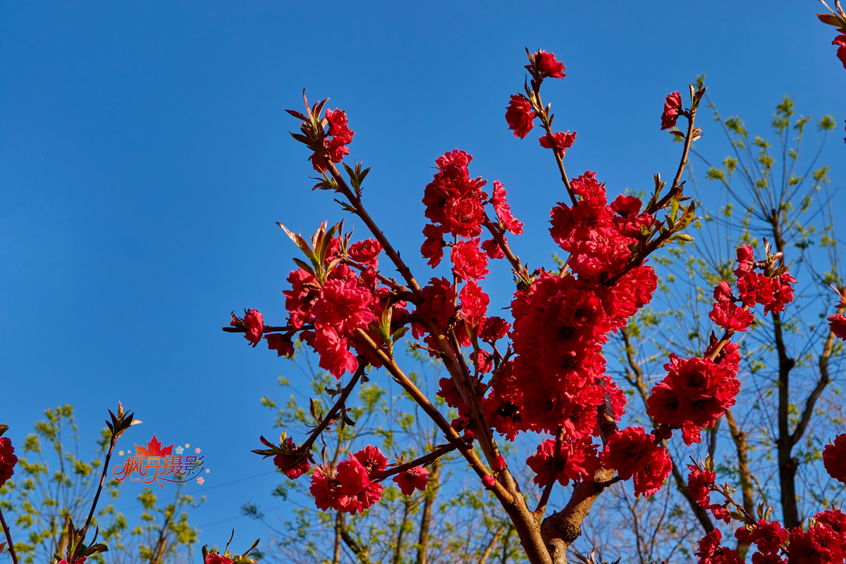 20260410庆丰公园 50.jpg