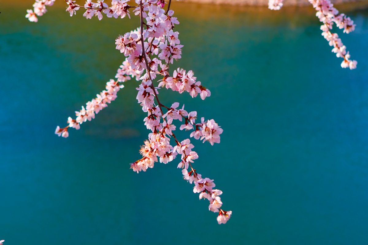 山桃花 大通公园 33.jpg