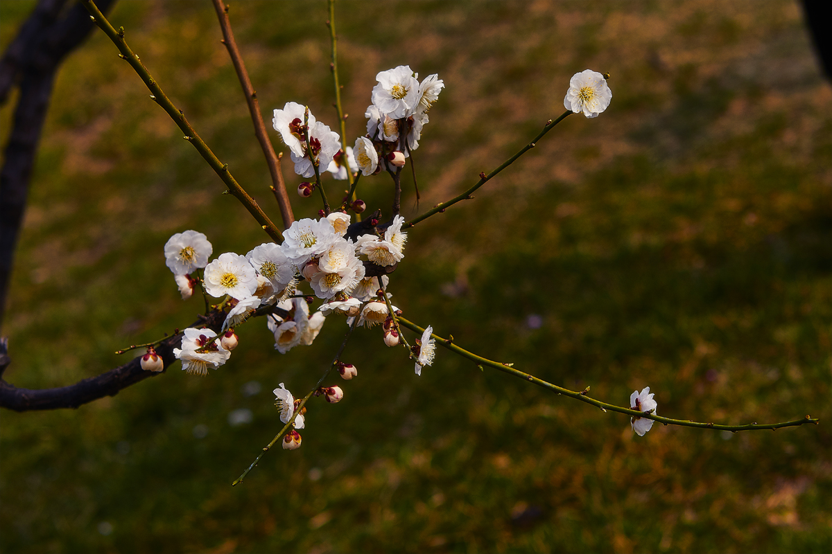 2017梅花2集 30.jpg